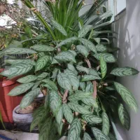 گل آپارتمانی