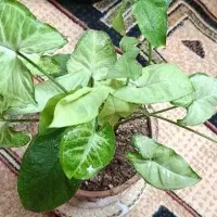 سینگونیوم ساده ابلق مینیاتوری|گل و گیاه طبیعی|اصفهان, شهرک کاوه|دیوار