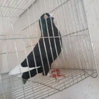 پرنده