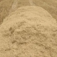 کاه گندم دیمی داخل گونی اماده حمل