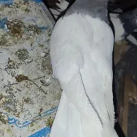 کبوتر|پرنده|صدرا-فارس, فاز ۲|دیوار