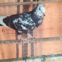 کبوتر کفتر|پرنده|رودان, |دیوار