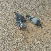 پلاکی مسافتی