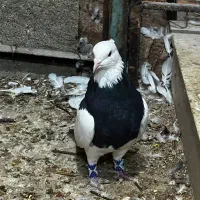 فرووش نر  طوق سیاه واکسی