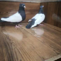 کبوتر طوقی سینه شهری