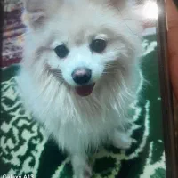 پامرین عروسکی