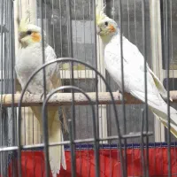 جوجه عروس لوتینو ومرغ عشق پروانه ای