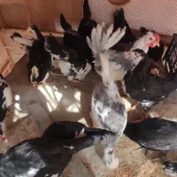 نیمچه مرغ گلین زیبا اصیل ۳.۵ ماهه|حیوانات مزرعه|کوه چنار, |دیوار