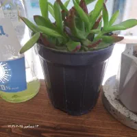 نیروی تیکه کردن مرغ