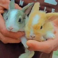بچه خرگوش|موش و خرگوش|سیاهکل, |دیوار