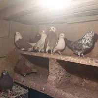 کبوتر|پرنده|شاهین دژ, |دیوار