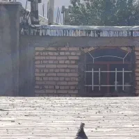کبوتری ترکیه‌ای سبز