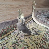 جوجه عروس 1ماهه|پرنده|قم, نیروگاه|دیوار