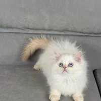 بچه گربه های زیبا و ناناز|گربه|اهواز, بهارستان|دیوار