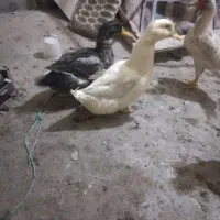 مرغ وخروس