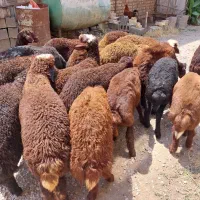 ۲۰ راس بره قزل افشاری نر