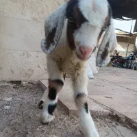 بزغاله شیری