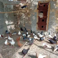 کبوتر رنگی|پرنده|خرمشهر, |دیوار