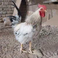 خروس محلی جوان خودم بزرگش کردم