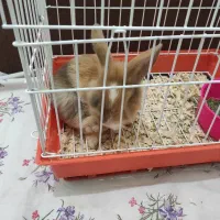 خرگوش نژاد لوپ