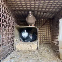 کفتر