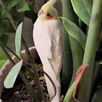 عروس هلندی