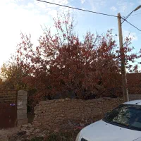 زمین ماهان سکنج|فروش زمین و ملک کلنگی|ماهان, |دیوار