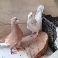 کبوتر کاکلی