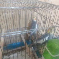 عروس هلندی سخنگو