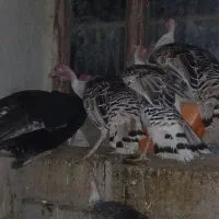 بوقلمون|حیوانات مزرعه|جغتای, |دیوار