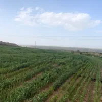 اجاره-و-فروش-زمین-کشاورزی-3-5-هکتار-یامچی