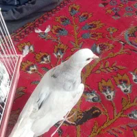 کبوتر|پرنده|دهگلان, |دیوار