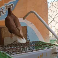 دم سفید|پرنده|بهبهان, |دیوار