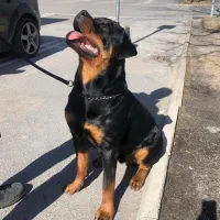 روتوایلر اروپایی