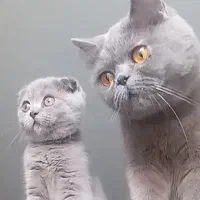 گربه ماده اسکاتیش وبریتیش
