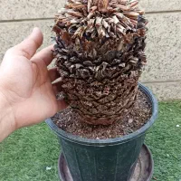 نخل سیکاس سن بالا|گل و گیاه طبیعی|شیراز, فضل‌آباد|دیوار