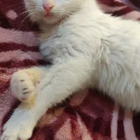 بچه گربه|گربه|مشهد, ایثار|دیوار