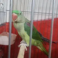 شاه طوطی نر