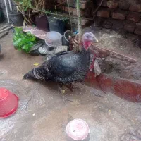 فروش پرنده وحیوان|حیوانات مزرعه|علیآباد کتول, |دیوار