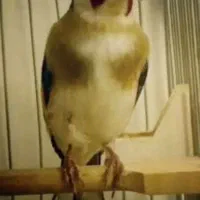 سهره چونه مهر
