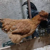 نیمچه مرغ