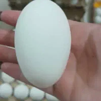 فروش تخم مرغ به صورت عمده|خوردنی و آشامیدنی|ری, سیزده آبان|دیوار