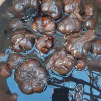 سیرترشی ۸ ساله ارگانیک تضمینی|خوردنی و آشامیدنی|کرج, آق تپه|دیوار