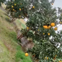 زمین-مسکونی-فروشی