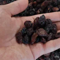 مویز آفتابی درجه یک