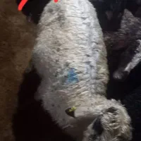 گوسفند بز|حیوانات مزرعه|صومای برادوست, |دیوار