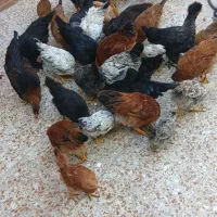تعدادی مرغ و خروس