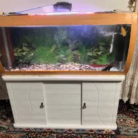 آکواریوم|ماهی|یزد, |دیوار