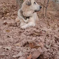 سگ ماده عراقی