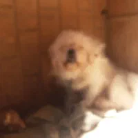 پیکینینزشیتزوی نر|سگ|مرزن‌آباد, |دیوار